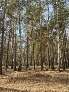 ForestHouse Лесной домик - 98