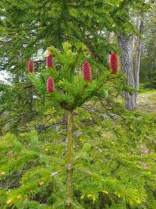 Длинный берег - 36