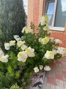 Аюта - 9