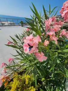 Гостевой дом Royal Villa - 13