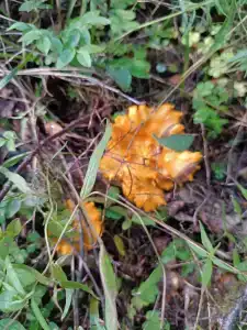 Мантиансаари - 97