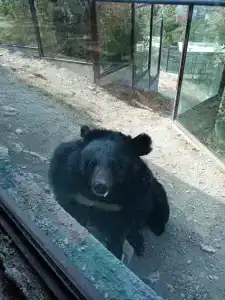 Фламинго - 60