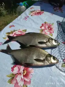 Бодрость - 89