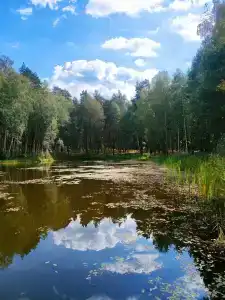 Лесная - 35