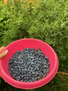 Усадьба Поповых - 33