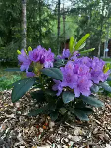 Хутор Ярви - 26