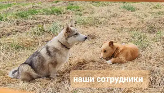 Утро на заводи - 30