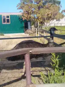 Страусиная ферма Экзотик - 58