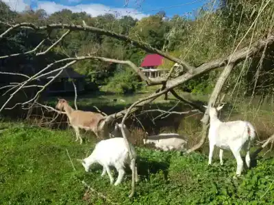 Лебедево озеро - 4