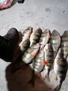 Тихий Причал - 59