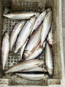 Панорама - 43