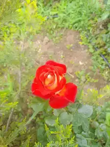Алые паруса - 39