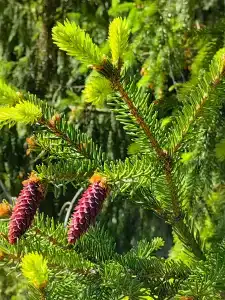 Пушкиногорье - 81