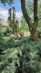 Астра - 14