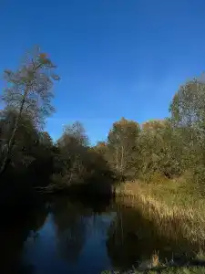 Синезерки - 13
