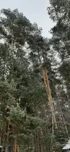 Чайка - 18