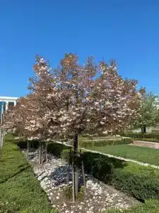 Hyatt Regency Tashkent - 24