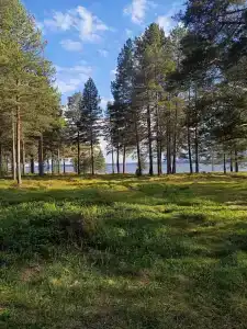 Карнавал - 64
