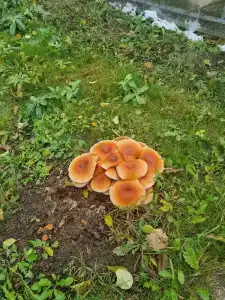 Лисапедово - 12