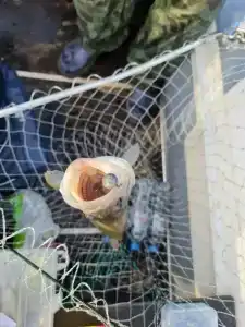 Банный Остров - 46