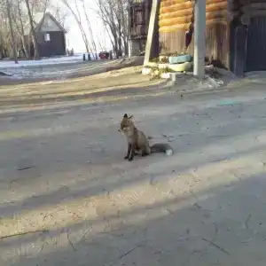 Гостевой Дворик - 27