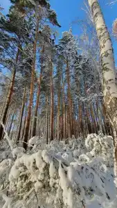 Лесное озеро - 68