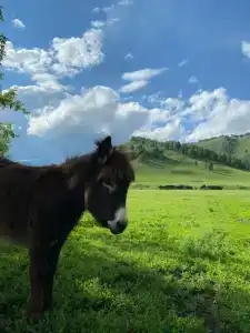 Усадьба Поповых - 14