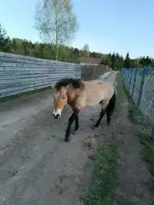 Конный Двор в Пржевальском - 27