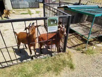 Страусиная ферма Экзотик - 22