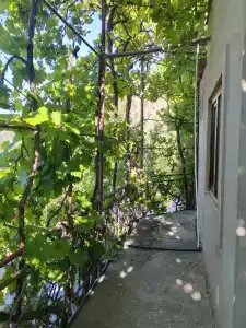 Пение птиц - 49