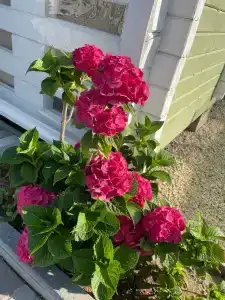 Бунгало на Береговой - 17