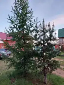 Солнечный - 7