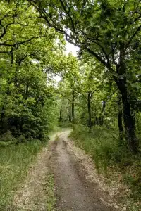 В Лес Афрейм - 6