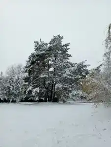 Пралеска - 32