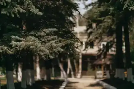 Голубые Ели - 3