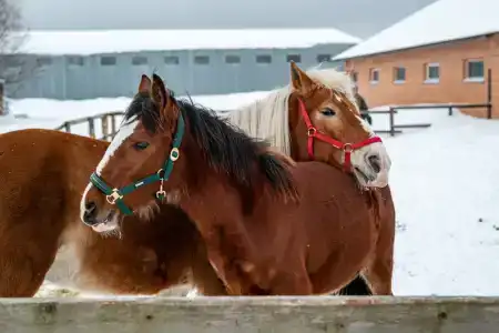 Эко клуб на Ферме - 17