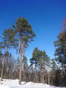 SMART на Горе - 47