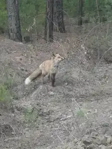 В гостях у Павловича - 34