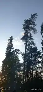 Волга - 45