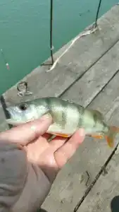 Портофлот - 42