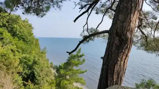 Бамбук - 10