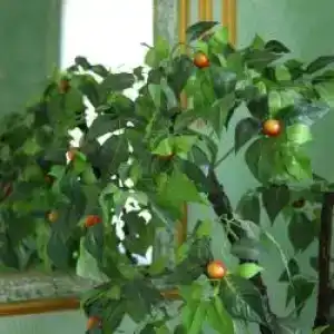 Викторис - 7