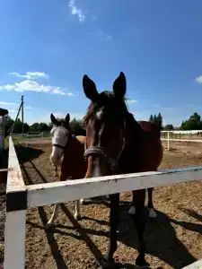 База отдыха Эко-лоджи Wish Home Yahroma - 53