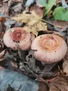 Сосновые дома - 71