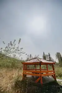 Голубые Ели - 26