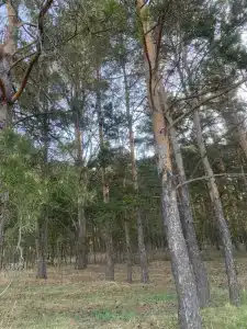 Шурпапа - 8