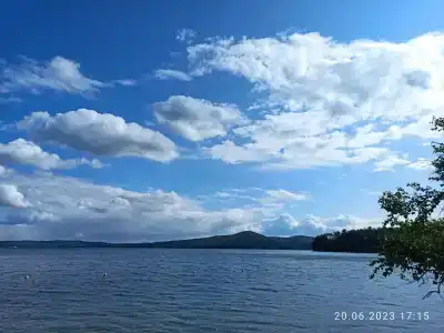 Лесная поляна - 81