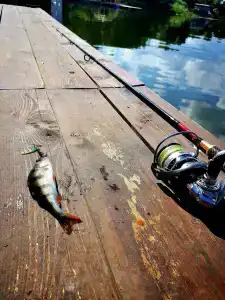 ГринЛандия - 71