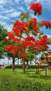 Desert Rose Resort - 2