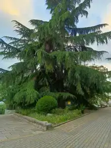 Пограничник - 36